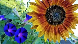 MSMOMENTS 🧡 Sunny Sunday in the Crow's Nest 🌞🦜🌻🌱
