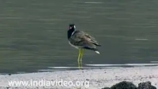 Red wattled lapwing Indian Birds