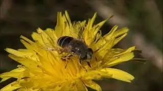 Kalnica - Eristalis nemorum (Linnaeus, 1758) ♀