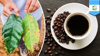 Coffee crisis? Outbreak of fungus threatens coffee supply - TomoNews