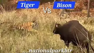 Tiger Vs Bison Attacks