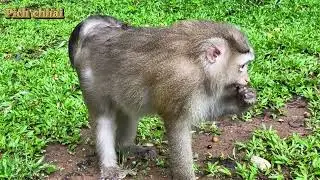 Baby monkey Angkor wat (Pich Chhai-ពេជ្រ ឆៃ)
