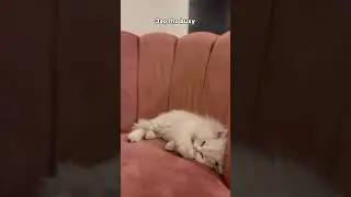 Jao sumjh ai ? ...#c#cat#catlovers#lovel#lovevideos#trending#trendingvideosf#foryou#fuzzyy