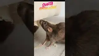 brown rat Khatarnak ya faydemand janiye sach |brown rat ka rahasya inki jindagi aur aadat  |