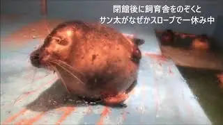 【アザラシ】見た目以上に魅力的（伊勢シーパラダイス／水族館）