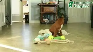 Cute Boxer Puppy