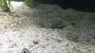 Common Cuttlefish on the Hunt