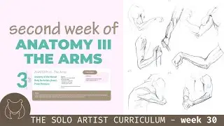 Learning the Anatomy of the Arms - Solo Artist Curriculum - self-taught art journey