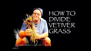 Dividing Vetiver : How to divide Vetiver Grass