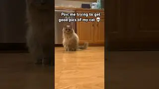 He just can&rsquo;t sit still 💀 #cat #catvideos