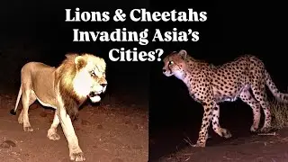Asiatic Lions & Cheetahs: Asia&rsquo;s Secret Big Cats!