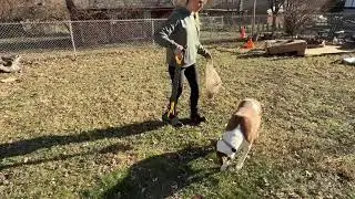 Glowspire Long Handle Pooper Scooper for Dogs