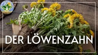 der Löwenzahn - ein Kraftpaket für deine Gesundheit!