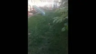 Throwing a Thunder Bee