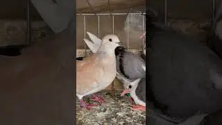 Three young pigeons with a dove  #pigeon  #dove  #pigeons  #pigeonsloversofallkinds