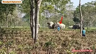 Herd of wild elephant Dholaguri tea garden in angry and chasing video