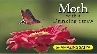 MOTH WITH A DRINKING STRAW - Interesting Facts In English, Amazing Facts In English - #Shorts