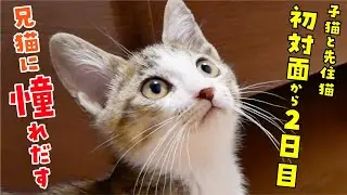 【２匹の関係に変化が…】子猫がデュフィの驚異の身体能力を見て、憧れ始めました…！