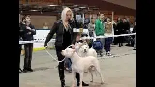 Dogo Argentino,wyb&oacute;r najlepszego juniora;ROCK Blansky Les&AGUILAH Baby Dee, Katowice 17.03.'12 (2)