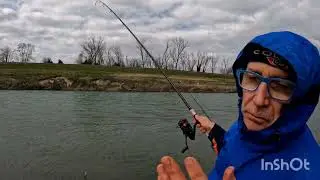 Feeder: Barbi a tutto vento...... #pesca #fiume #feeder #fishing #fish #pellet # Korum