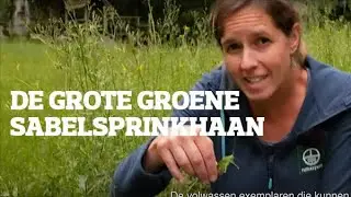 De grote groene sabelsprinkhaan