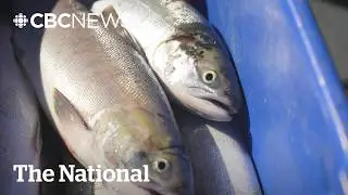 Sockeye salmon return to Fraser River in numbers not seen in decades