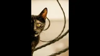 Why Your Cat Thinks You're Their Property | Adorable Cat Behaviors Explained!