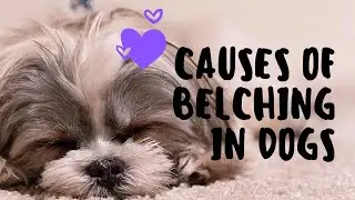 Causes of Belching in Dogs