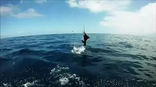 Sailfish Slow-Mo Jump | Sailfish on Fly | Fly and Fish Tv