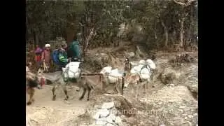 Pack of mules - The little porters on the way to Mt. Everest!