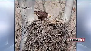 Ohio Department of Natural Resources asking for help counting bald eagle nesting sites