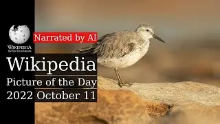 Wikipedia Picture of the Day: 2022-10-11 - Red knot (Narrated by Salli)