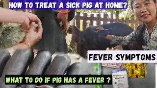 How To Treat a Sick Pig at Home || What To do if Pig has a Fever / Pig Fever Symptoms@AMRITAlimbuYT 