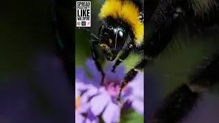 ZOEYS SHOW - BEE POSITIVE