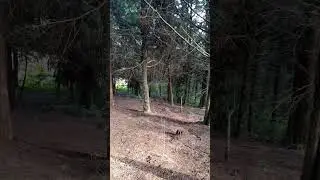 kereita forest very beautiful place love it 🥳🥳🥳🥳🤪🤪🤪😜😜😜😜
