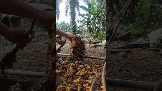 The process of cutting palm bunches to harvest palm seeds#CookingOil#PalmOil#Agriculture#villagelife