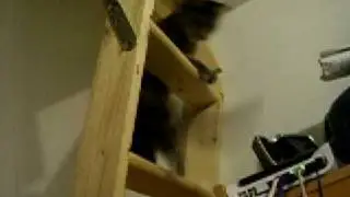 Chat fou (Cuby)
