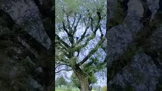 khejri (Prosopis cineraria) jati #shorts #khejri #jand #dhakasurya