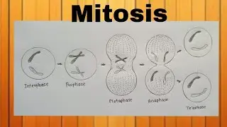 Mitosis stages diagram drawing CBSE/easy way/Mitosis stages