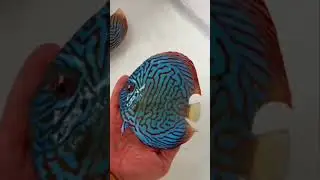 blue discus tank setup 🐠❤️👅😏 | Fish World