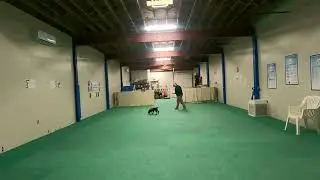 CKC Obedience Recall Pixie  February 5, 2026