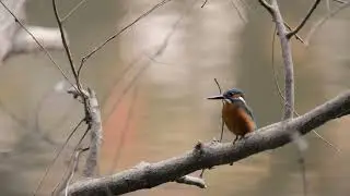 Common Kingfisher 