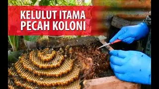 Lebah Kelulut - Pecah Koloni - stingless bee