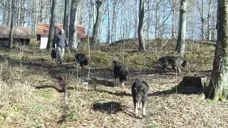 How Our Livestock Guardian Dogs Tackle the Mountain Terrain