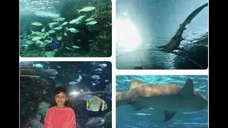 Canada Ripley's Aquarium Vlog Toronto 2023| Dangerous Lagoon under water Tunnel Ontario