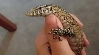 Baby Nile Monitor as a pet - Training Day