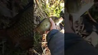 Первый карасик #fishing #рыбалка #fish #карась #catchingfish