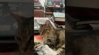 Pippin just waking up so cute 🐈🐾💜&hearts;️🖤🩶🤍🩵🍁☠️🍄🍂🍄&zwj;🟫🦇 #rock #music #metallica #cat