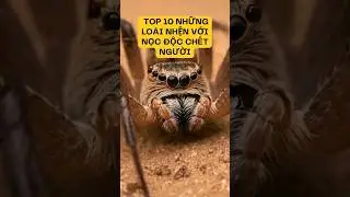 Top 10 Lo&agrave;i Nhện Nguy Hiểm Nhất Thế Giới #top10 #shorts #dongvat