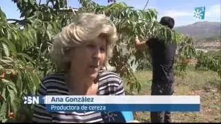 Comienza la campaña de recolección de la cereza en Castillo de Locubín